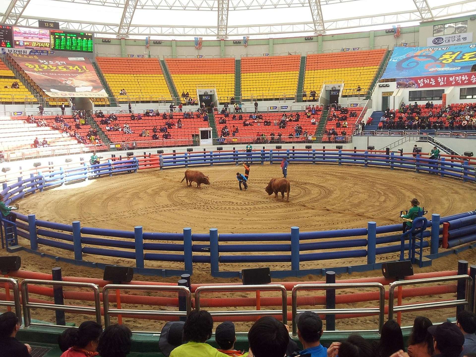 청도 소싸움경기장